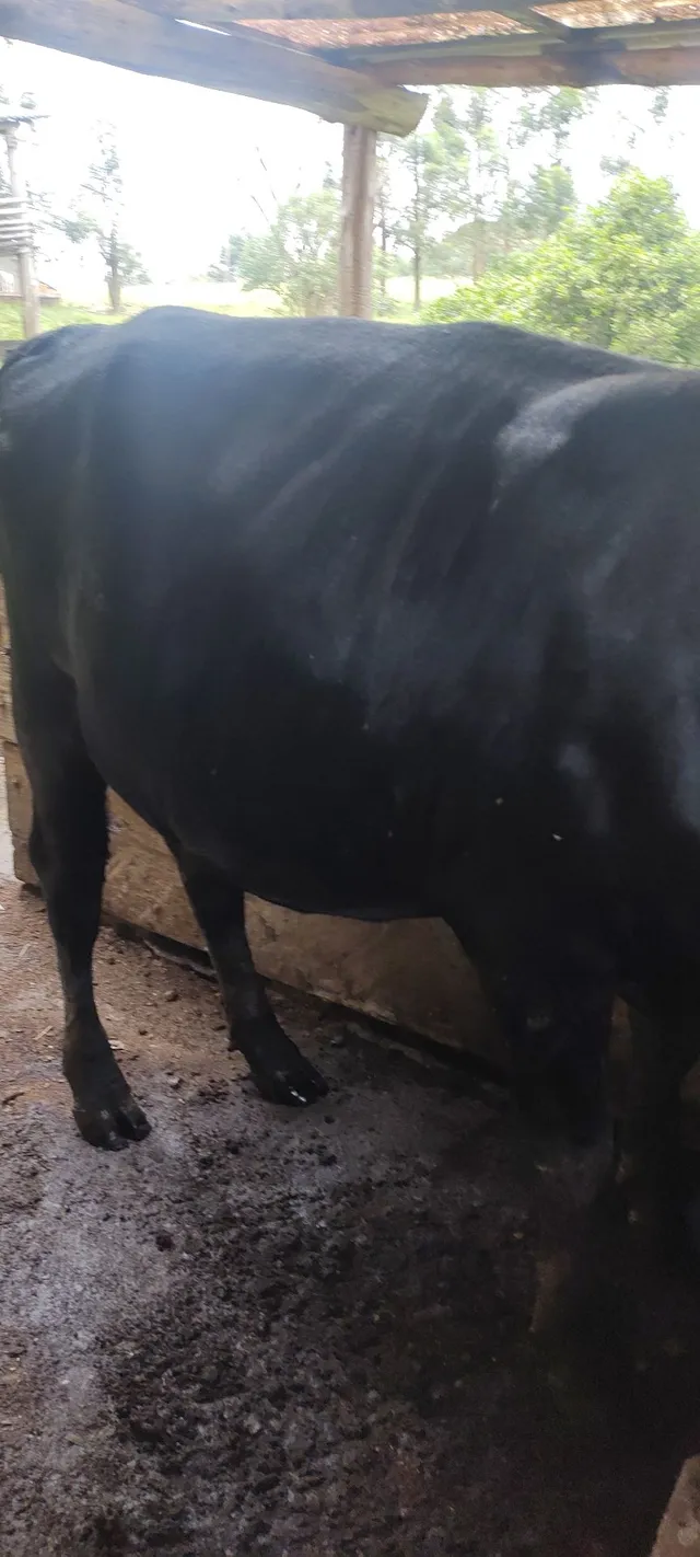 Vaca novilha holandesa 