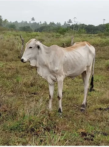 Troco em alguma coisa do meu itere