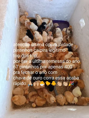 Pintinhos caipira 