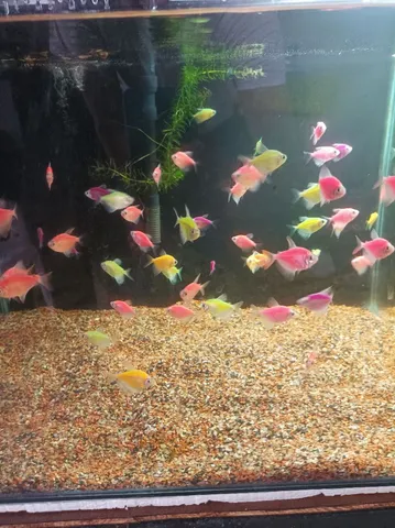 Aquário, Peixes plantas & lagos ornamentais 