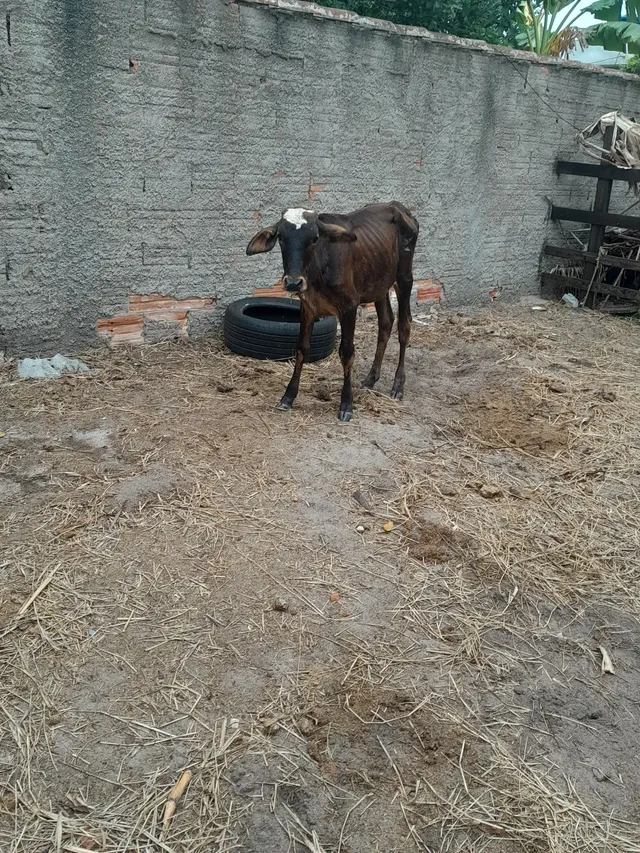 Vendo bezerro 
