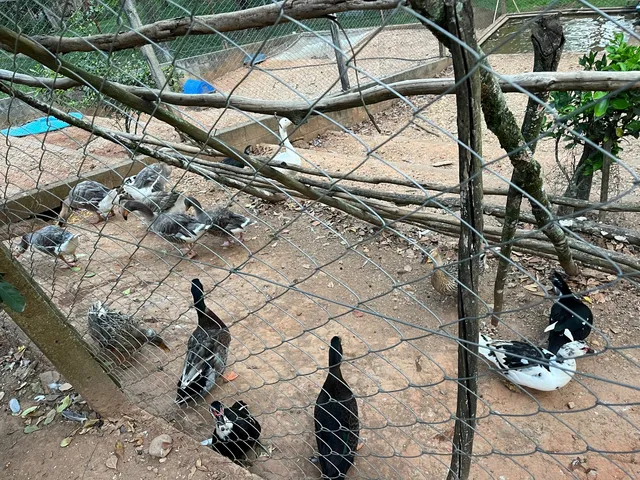 Patos 