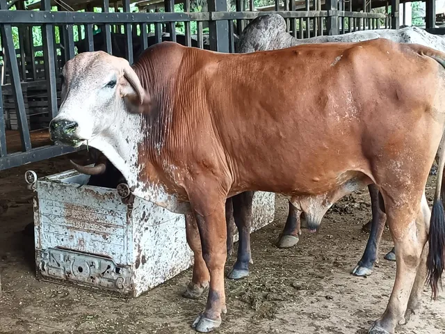 Tourinho já servindo