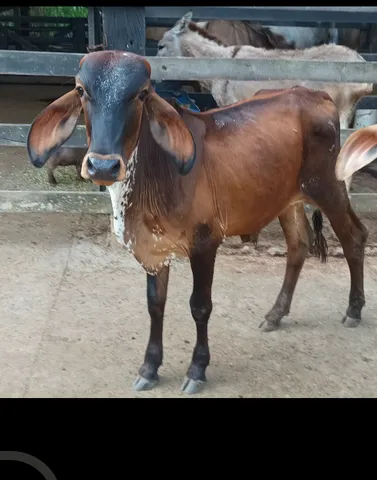 Bezerro macho 