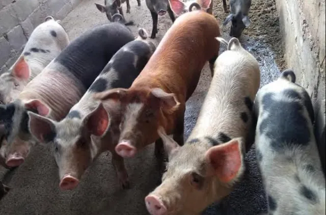 Vendo leitoa caipira 