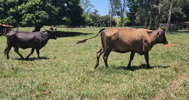 Vacas leiteiras 