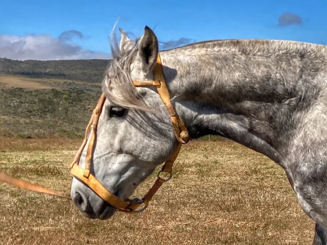 Cavalo Crioulo