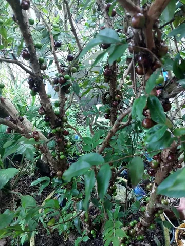 Frutíferas jabuticaba 