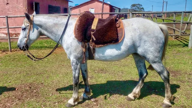 Cavalo Crioulo