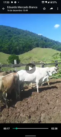 Bezerros nelore e anelorados
