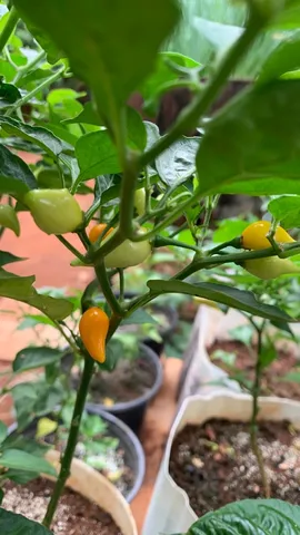 Muda planta Pimenta biquinho amarela 