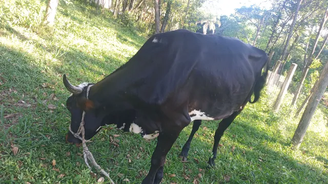 Venda 