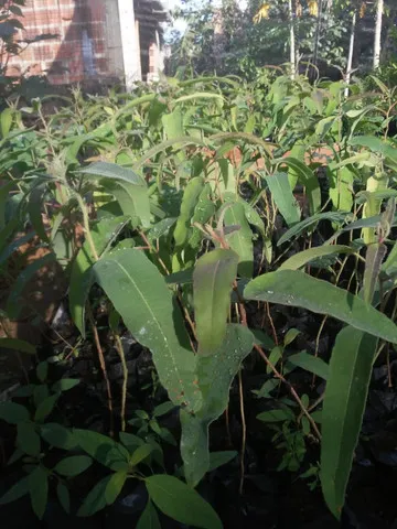 Eucalipto citriodora (cheiroso)