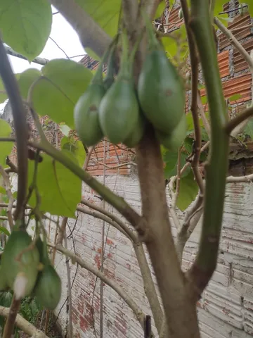 Tomate japonês ou tamarilho 
