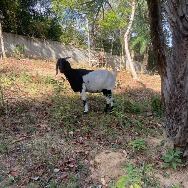 Vendo cabras dupla aptidão, carne e leite. 