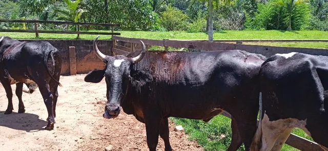 Bois mestiços para venda 