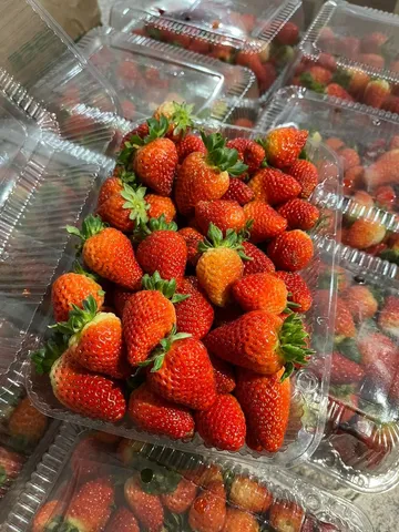 Morango direto do produtor 