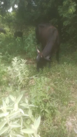vende-se vacas girolanda