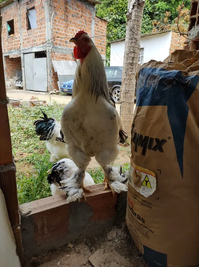 Ovos galados de Brahma Light 