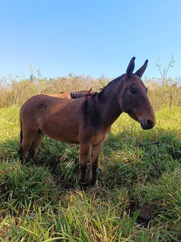 Vendo burro 