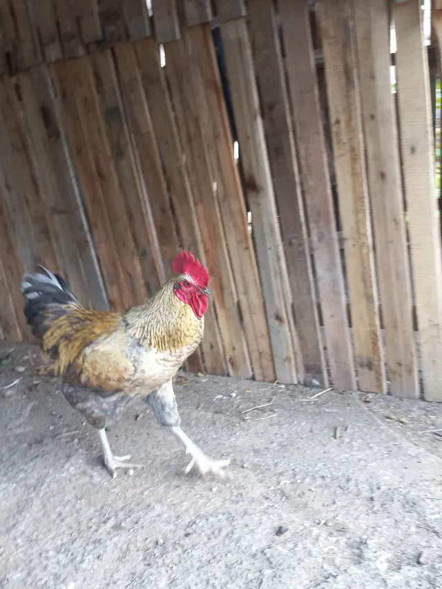  Vendo galos 