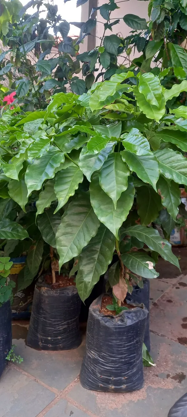 Mudas de café catuí vermelho, de 5 à 35 reais, de 10 a 45 cm.
