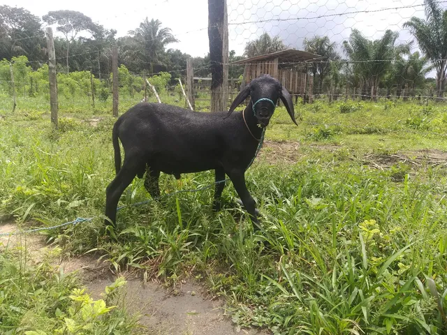 Vendo Carneiro Santa Ines PO