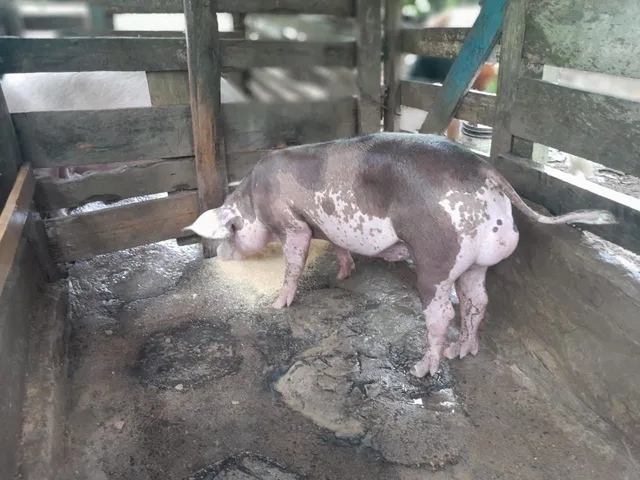 Vende se porco de raça 