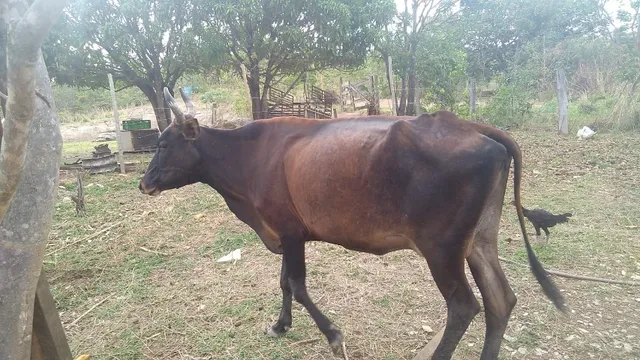 Vacas leireira e boi troco por caminhonete