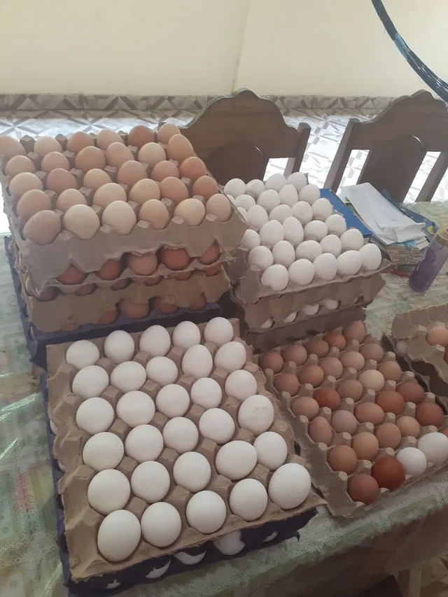 Ovos caipira, branco e vermelho, novinho 