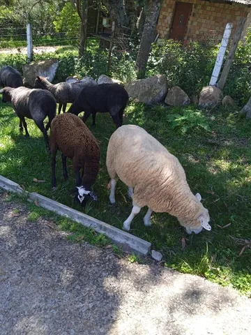 Vende se ovelhas 