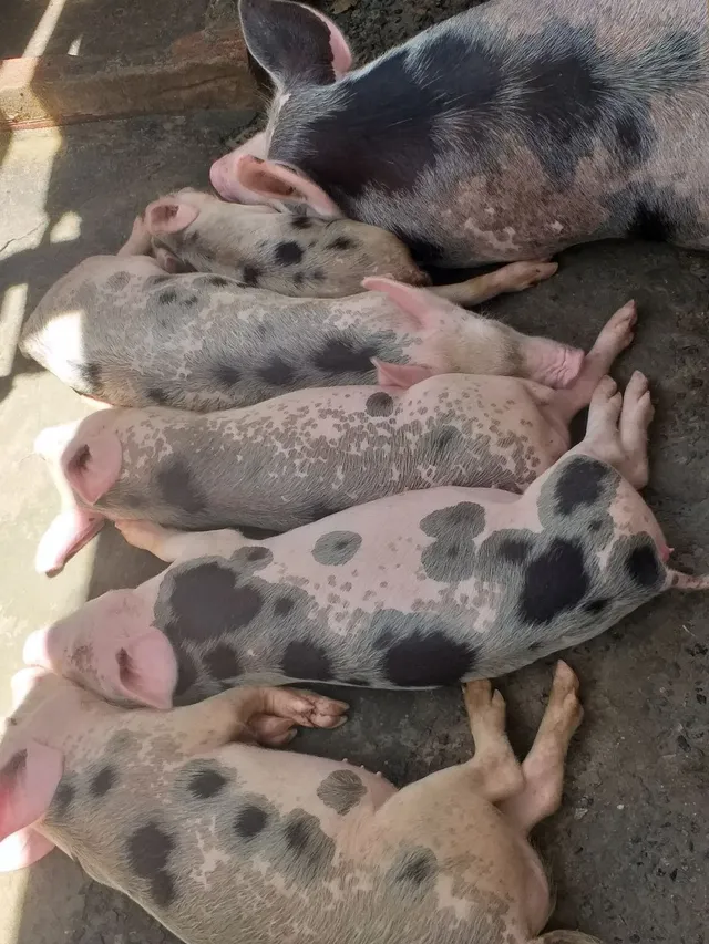 Vende-se Porcos 