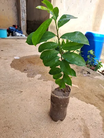 Mudas graviola gigante 