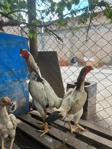 Shamo puro ovos e aves