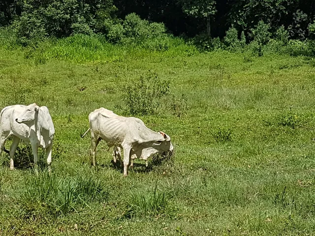 Novilhas e Vaca 1 Cria 