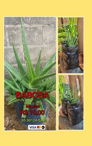 Babosa mudas