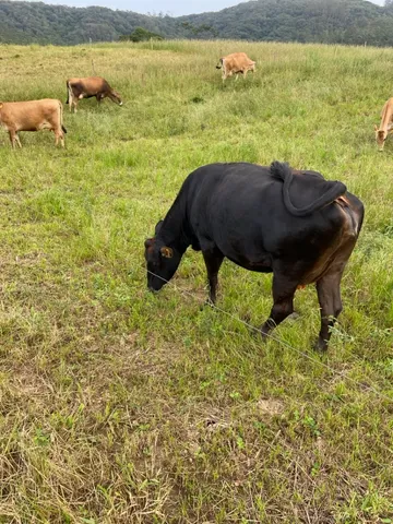 Vaca para leite ou cria