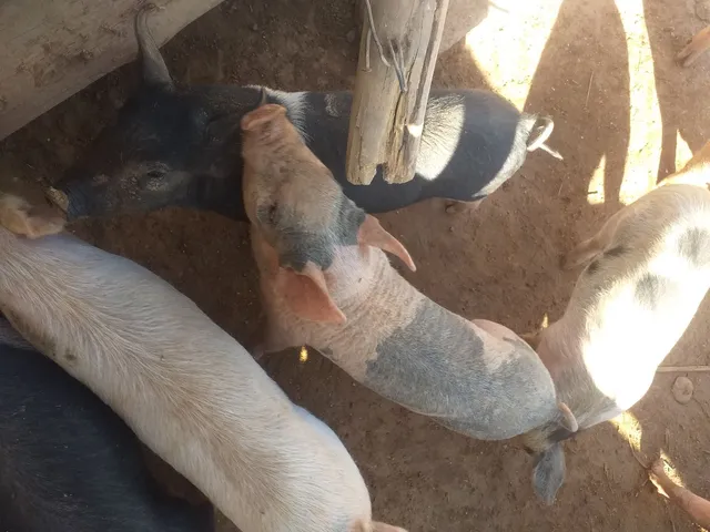 Animais 