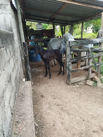 Vendo égua mangalarga extra de sela e macha com potro no pé 
