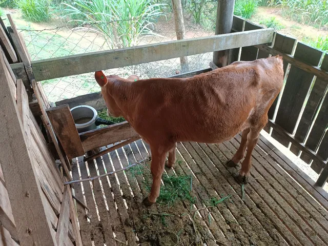Bezerro , novilho 