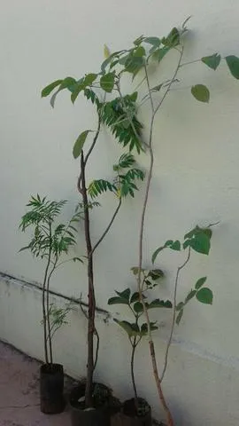 Mudas eucalipto, Frutíferas produzindo, monto pomar, grama e adubação