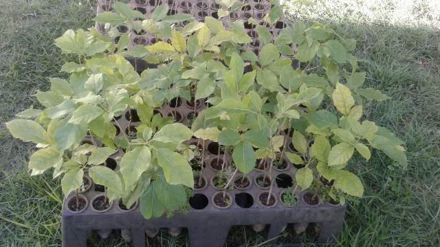 Viveiro- jabuticaba, limão taiti, rosa, galego, Pokan,laranja com Frutos, grande,enxertado