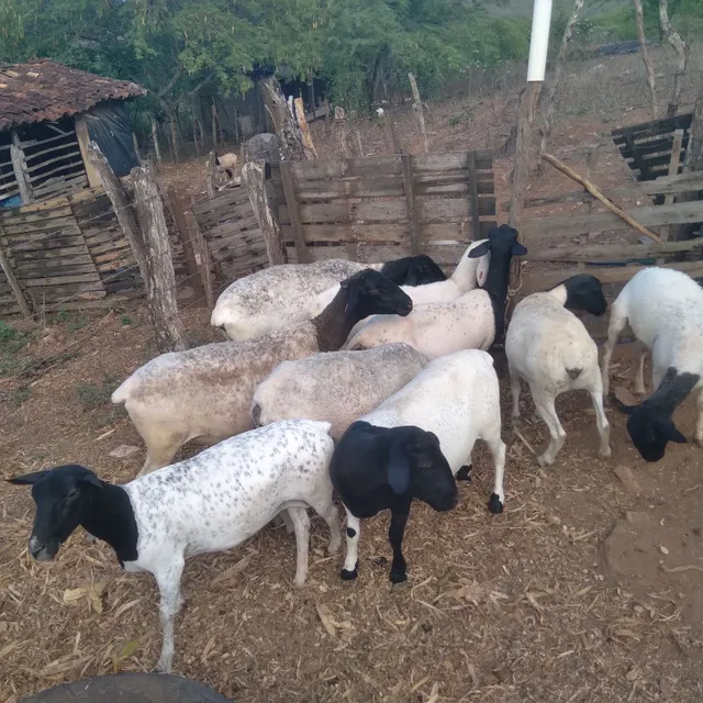 Vendo ovelhas dorper 