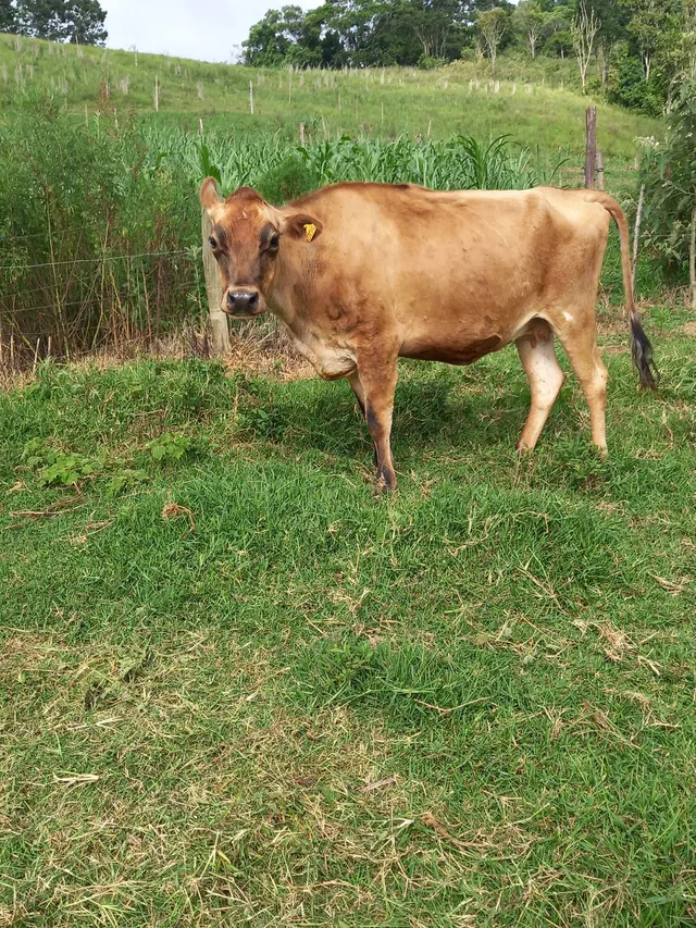 Vende se touro jersolando e vaca Jersey e novilha 