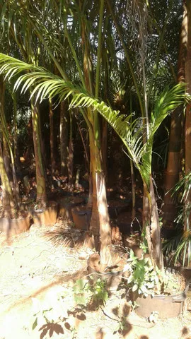 Ype grande- mudas eucalipto-Frutíferas com Frutos-Montamos pomar chacará e fazenda-grama