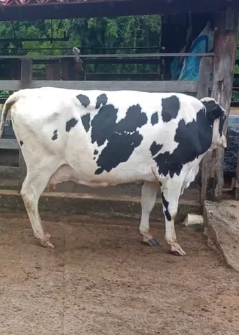 Vaca Leiteira 