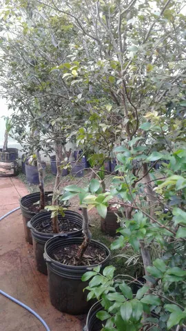 Frutíferas com frutos, pokan, limão,laranja - coco anão produzindo-Montamos Pomar