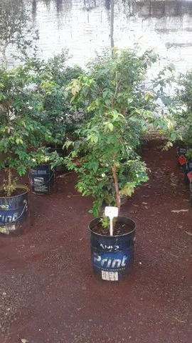 Frutíferas com Frutos-limão taiti, rosa, galego, pokan, jabuticaba-Coco anão Produzindo