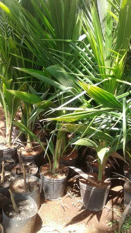 Oferta frutíferas com Frutos- Limão taiti, pokan,etc- Coco anão Produzindo-Montamos pomar