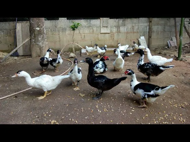 VENDO PATOS E PATAS ESPECIAIS 